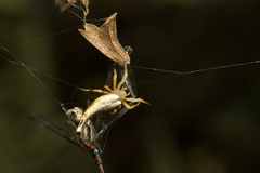 Arachnura
