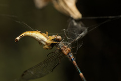 Arachnura