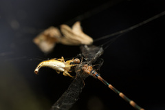 Arachnura