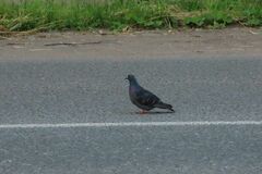 Columba livia domestica