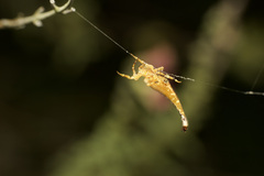 Arachnura