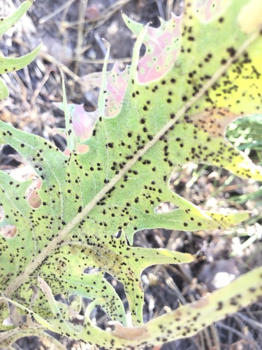 iNaturalist observation photo of rust fungi