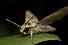 Agrius convolvuli