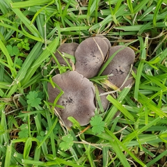 Tricholoma terreum