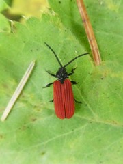 Pyropterus nigroruber