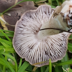 Tricholoma terreum