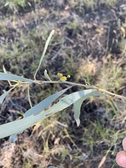 Acacia cambagei