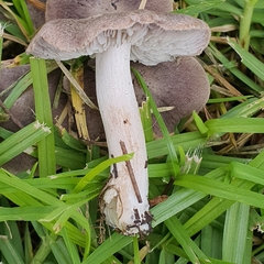 Tricholoma terreum