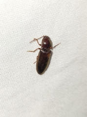 Hemicrepidius nemnonius