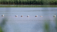 Larus michahellis michahellis