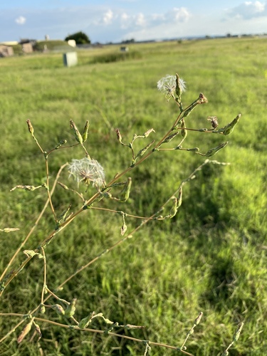 Lactuca serriola f. integrifolia iNat (3)
