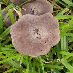 Tricholoma terreum