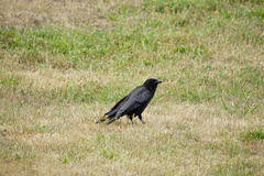 Corvus corone