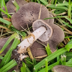 Tricholoma terreum