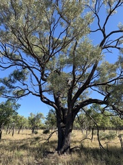 Acacia cambagei