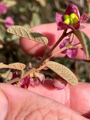Seringia corollata
