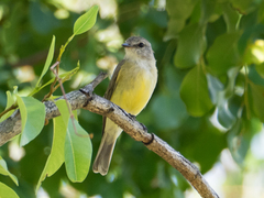 Microeca flavigaster flavigaster