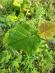 Coccoloba pubescens