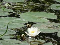 Nymphaea