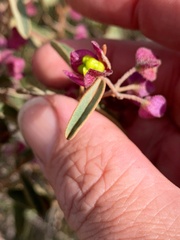 Seringia corollata
