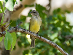 Microeca flavigaster flavigaster