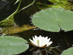 Nymphaea