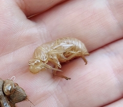 Cicada mordoganensis
