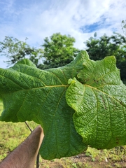 Coccoloba pubescens