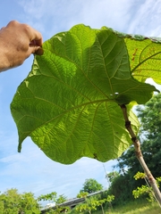 Coccoloba pubescens