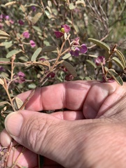 Seringia corollata