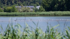 Larus michahellis michahellis