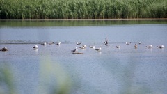 Larus michahellis michahellis