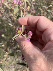Seringia corollata