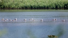 Larus michahellis michahellis
