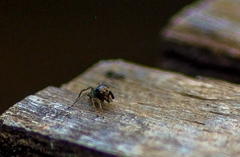 Maeota dichrura