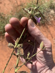 Dipteracanthus australasicus