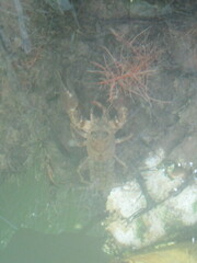 Pacifastacus leniusculus