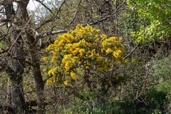 Adenocarpus decorticans