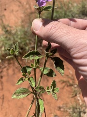 Dipteracanthus australasicus