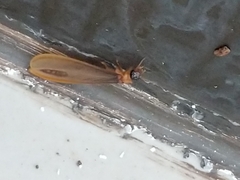 Kalotermes