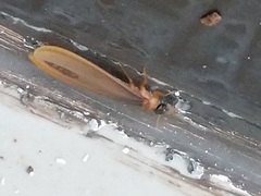 Kalotermes