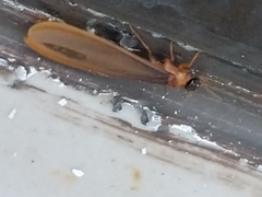 Kalotermes