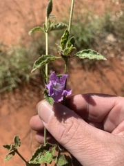 Dipteracanthus australasicus