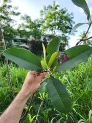Manilkara bidentata