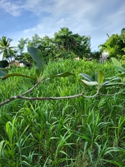 Manilkara bidentata