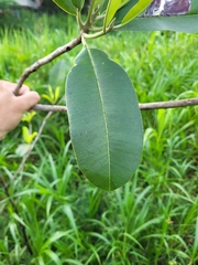 Manilkara bidentata