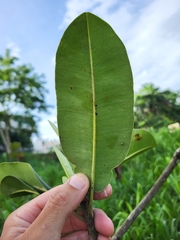 Manilkara bidentata