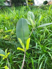 Manilkara bidentata