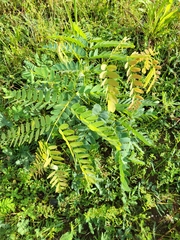 Albizia procera