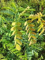 Albizia procera
